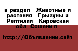  в раздел : Животные и растения » Грызуны и Рептилии . Кировская обл.,Сошени п.